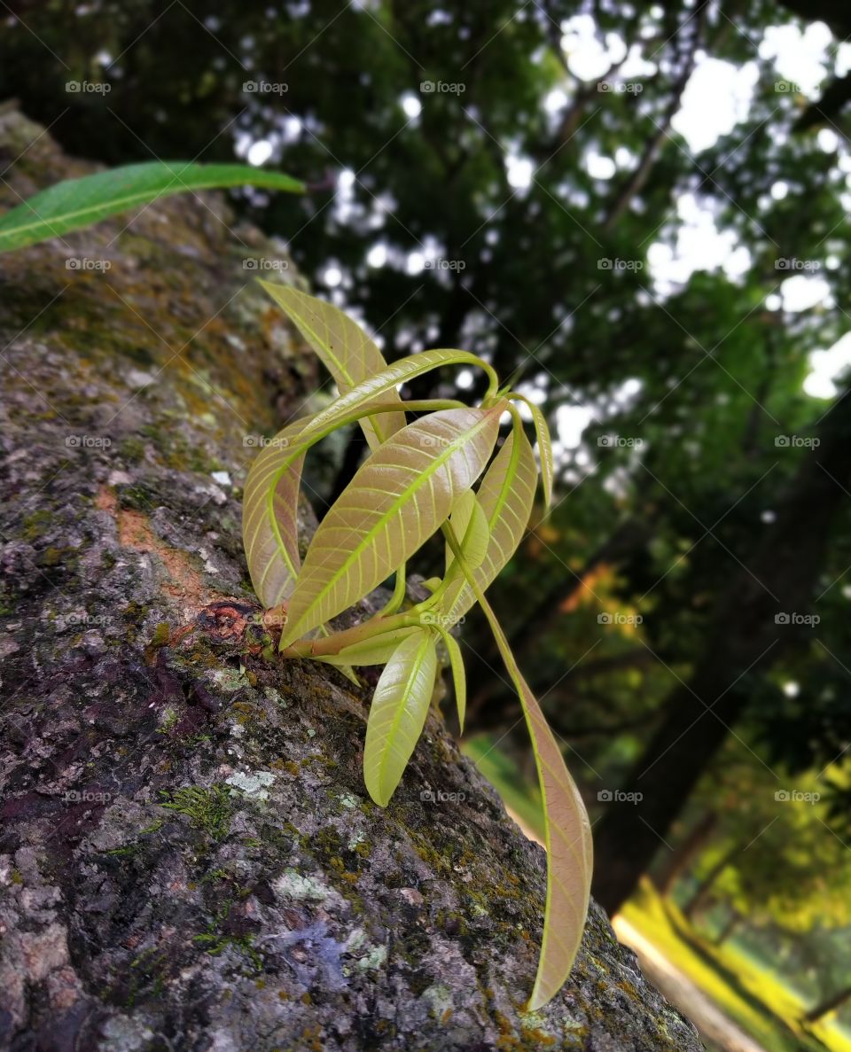 mango tree having new leaves