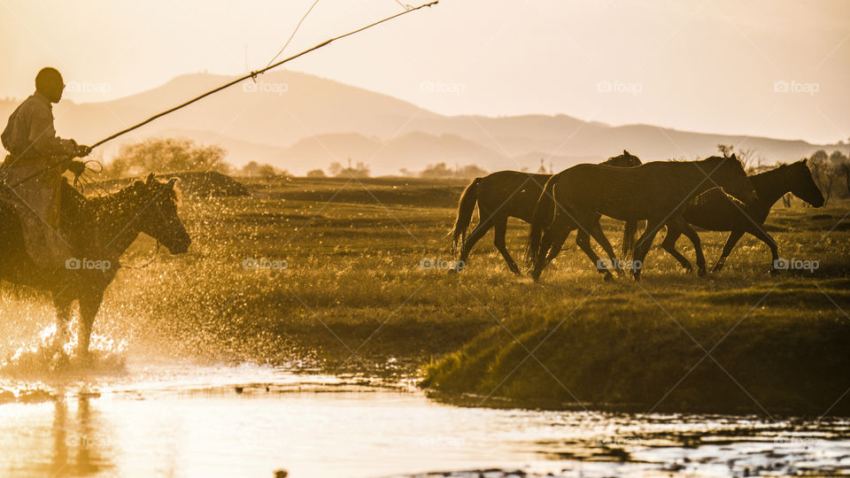 horses running in the river