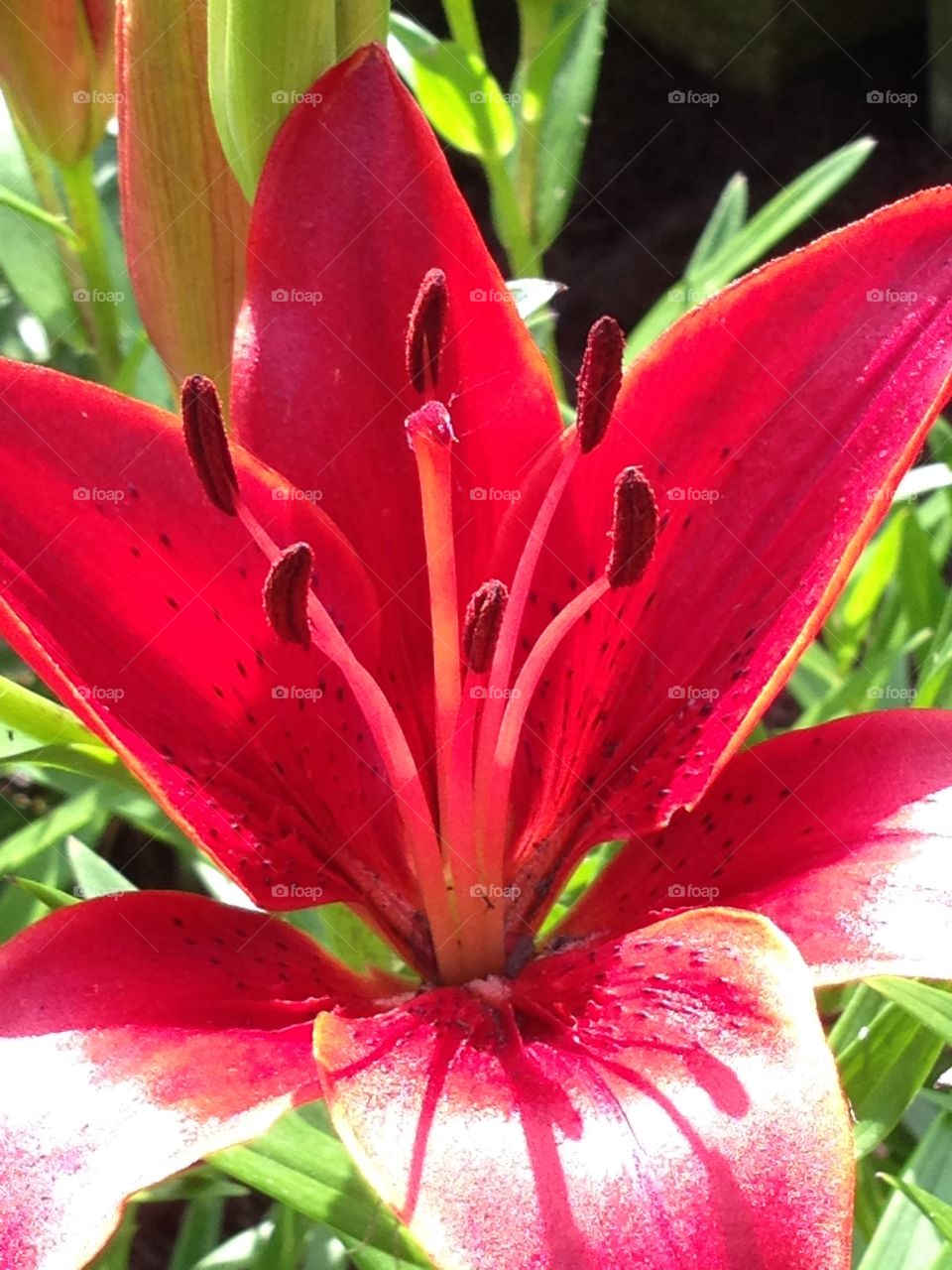 Red lily