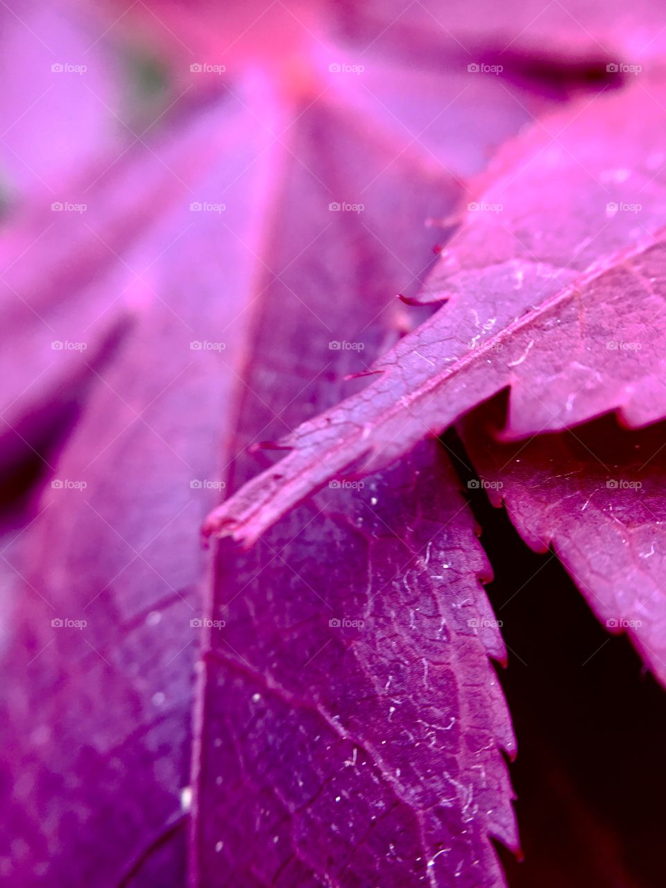 Violet maple leaf closeup.