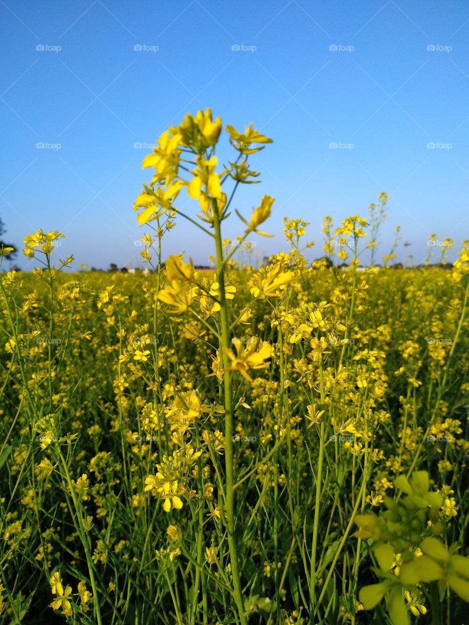 Close up of yellow mustard flowering plant on field