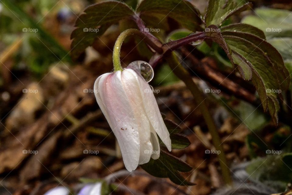 Close-up of white anemone flower