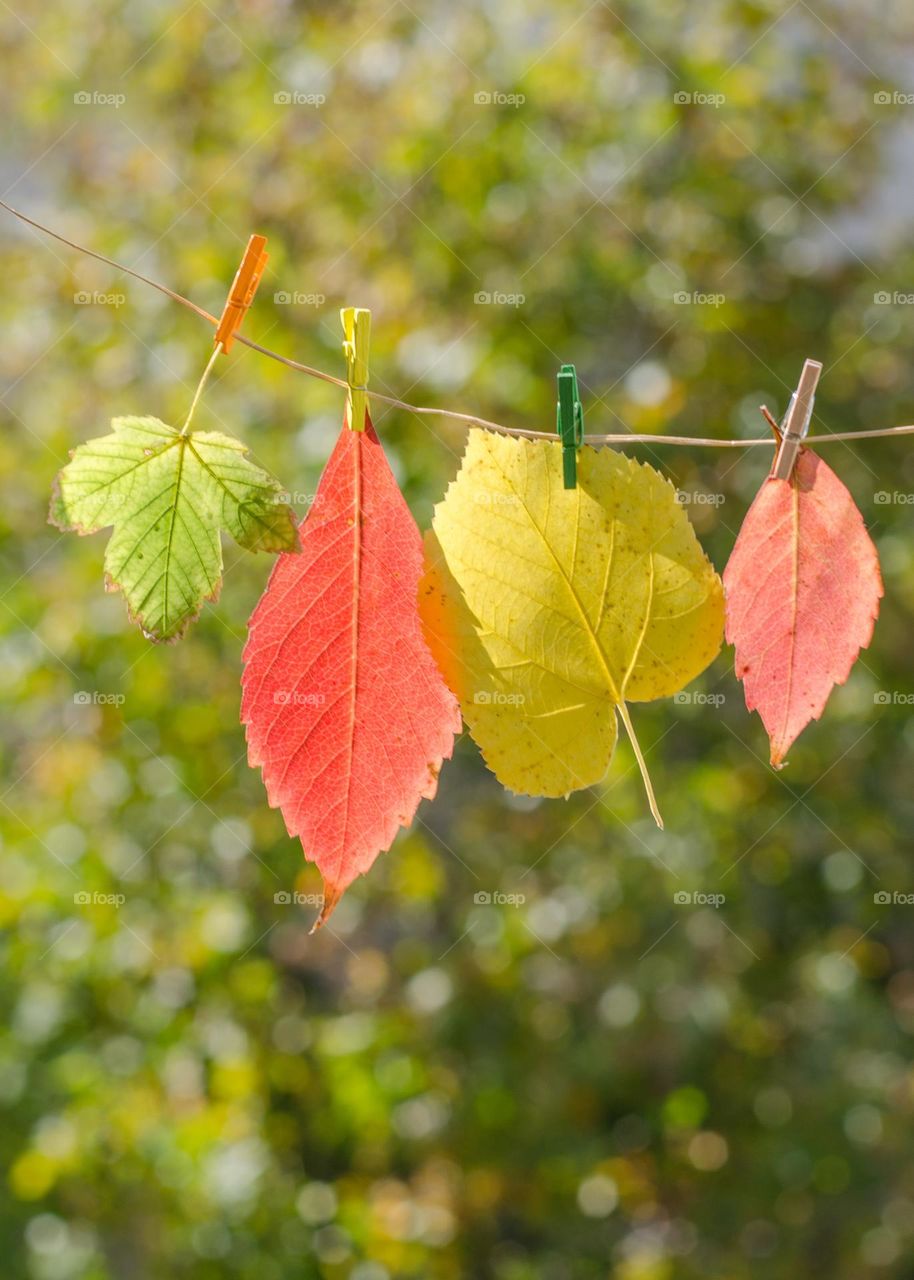 Autumn leaves