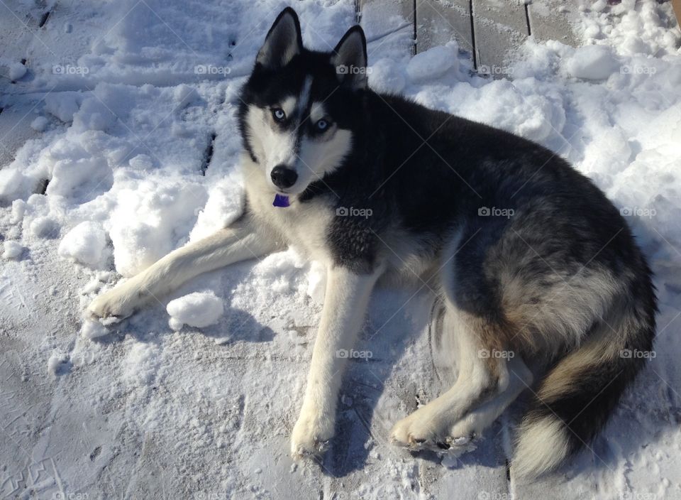 Enjoying a little snow in the afternoon.