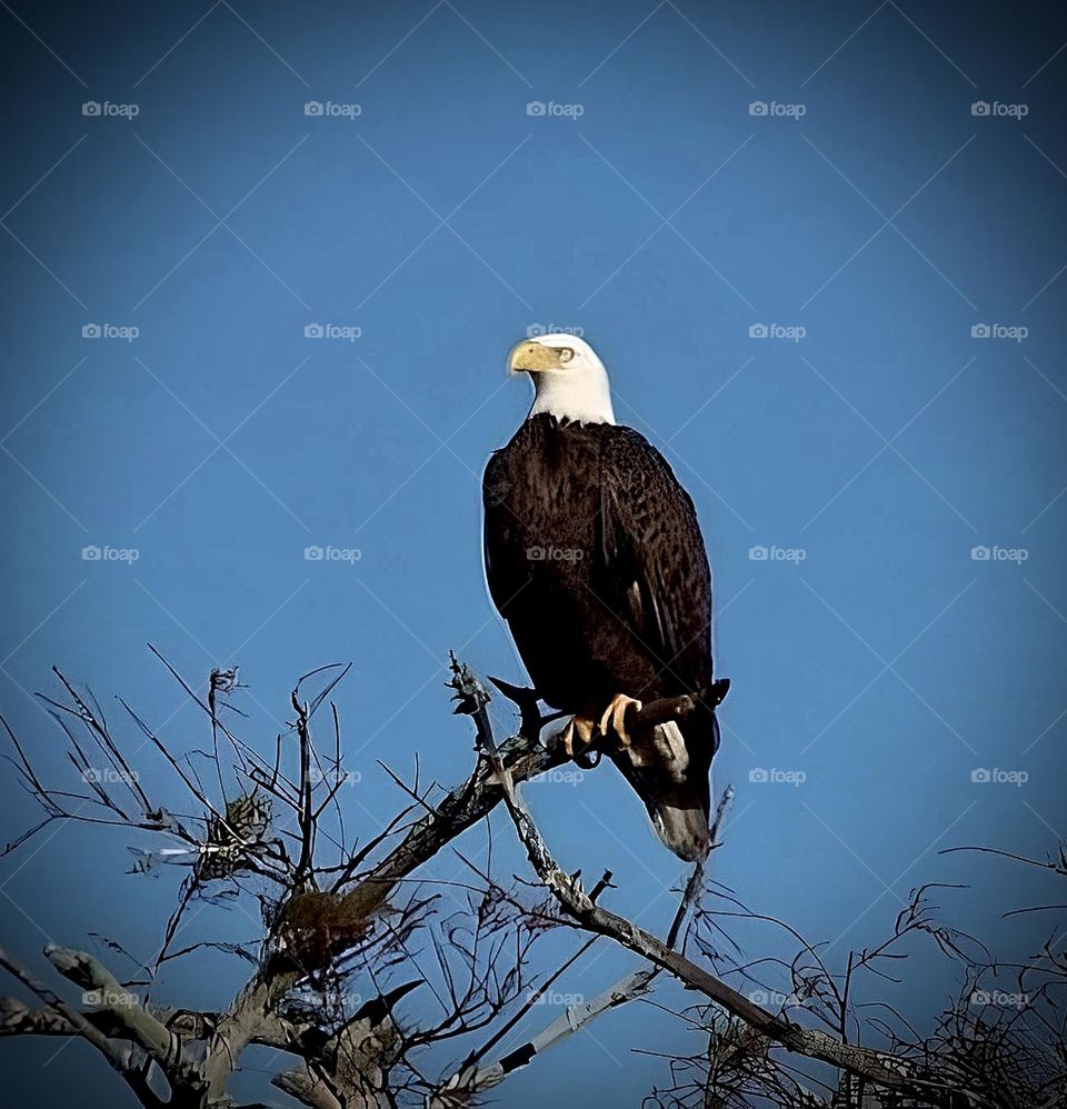 Bald Eagle