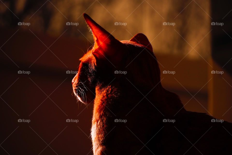 red cat