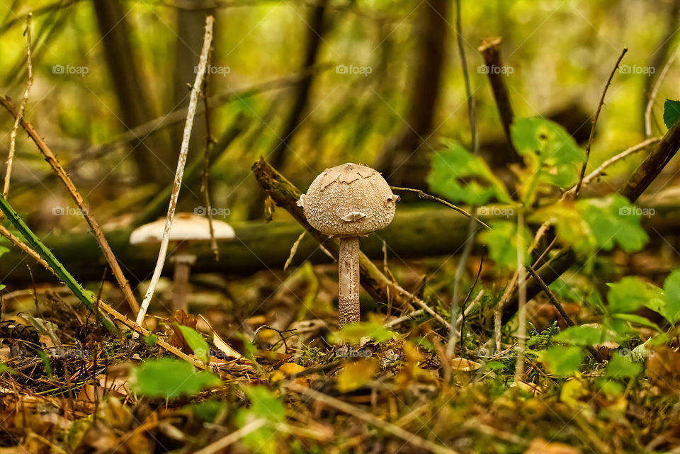 mushroom nature