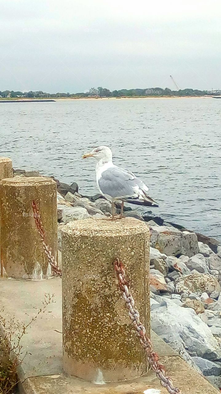 Seagull