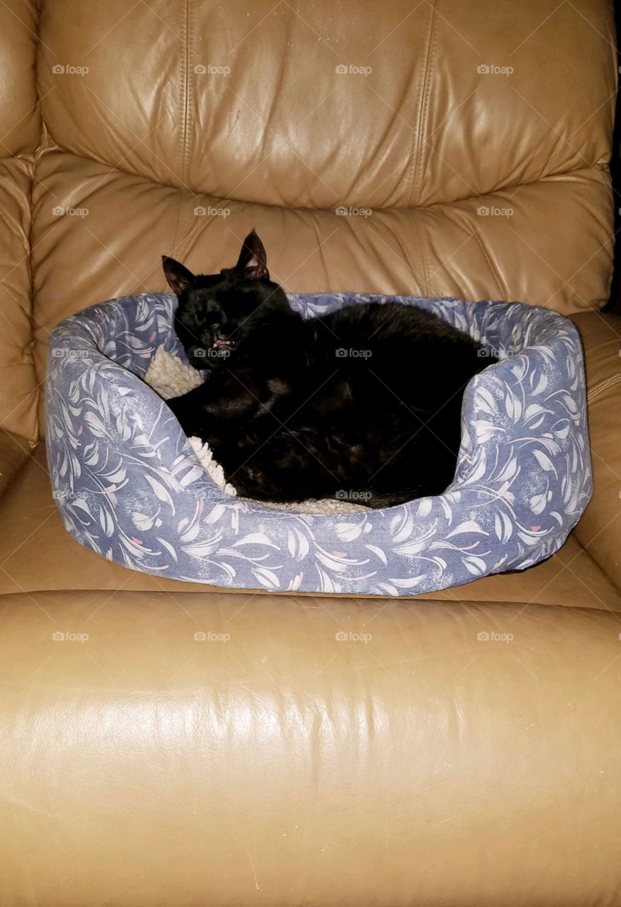Black cat in bed on leather couch🐾