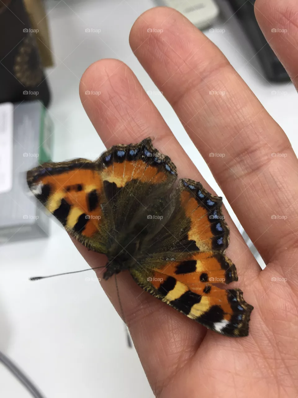 Butterfly 
