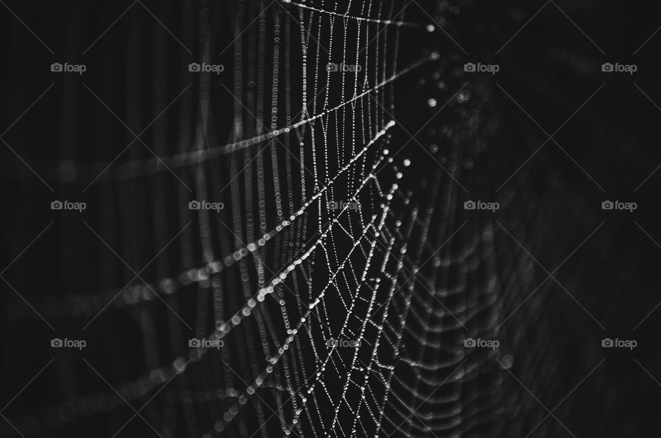 Spider web