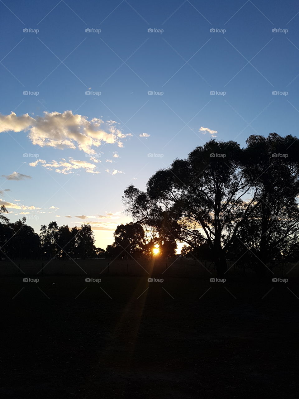 Sun through the trees