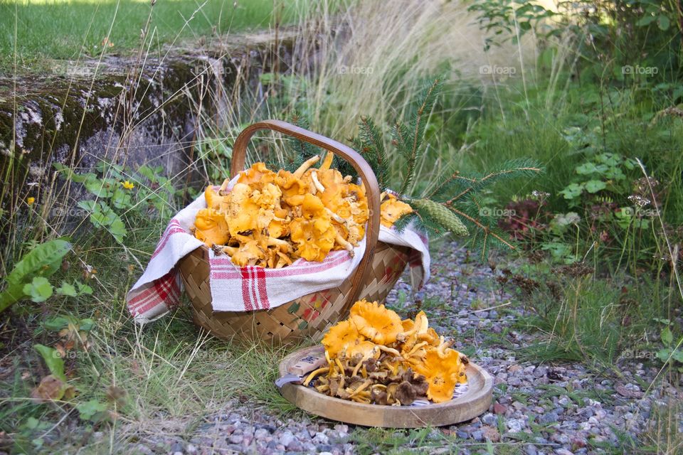 Chanterelles, mushrooms