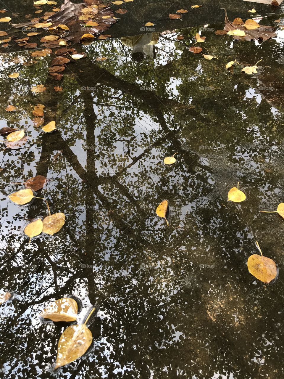 Beautiful shadow in water
