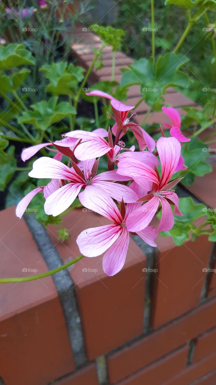 пеларгонія