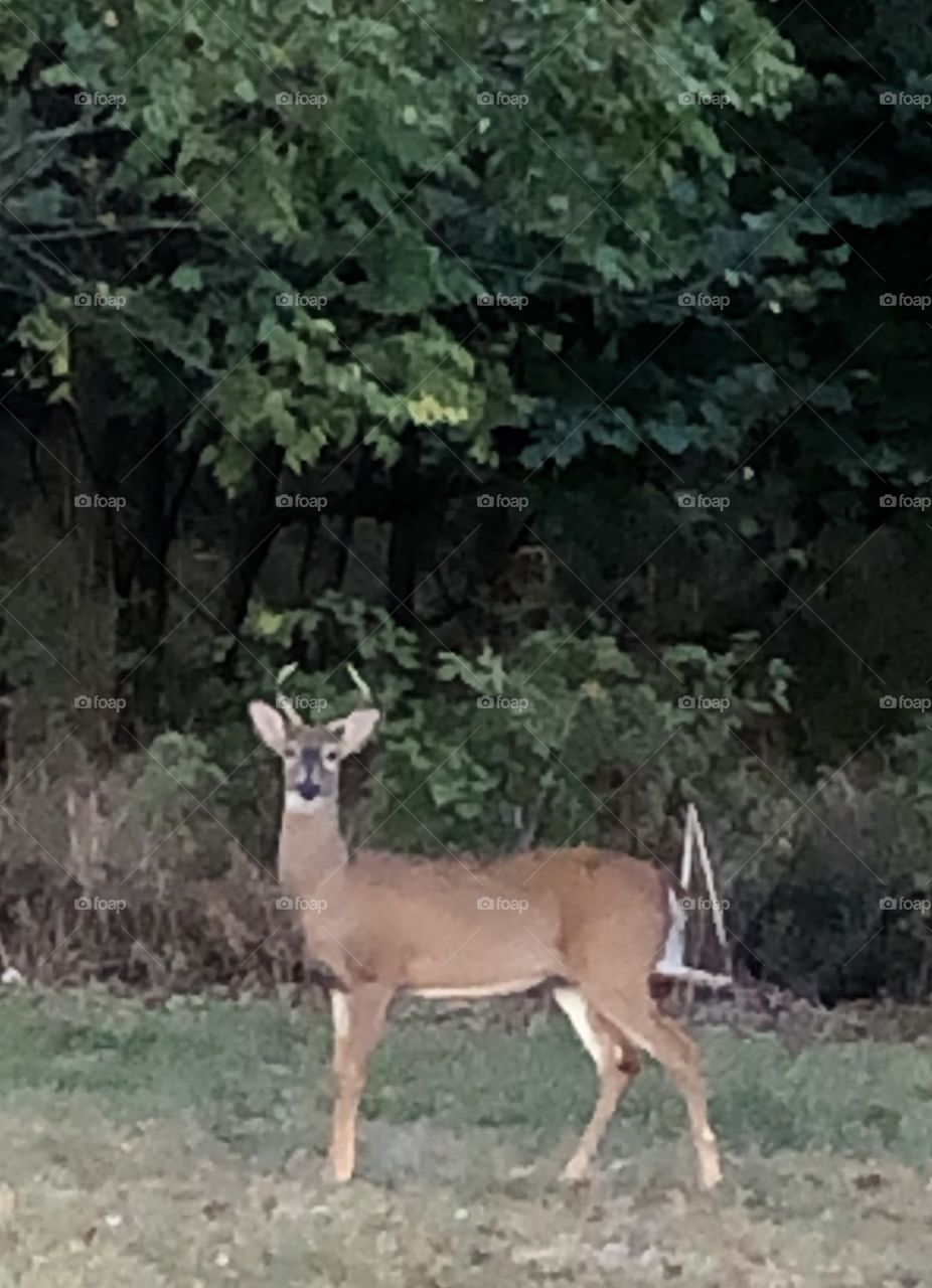 Beautiful buck grazing at the edge of wooded area 