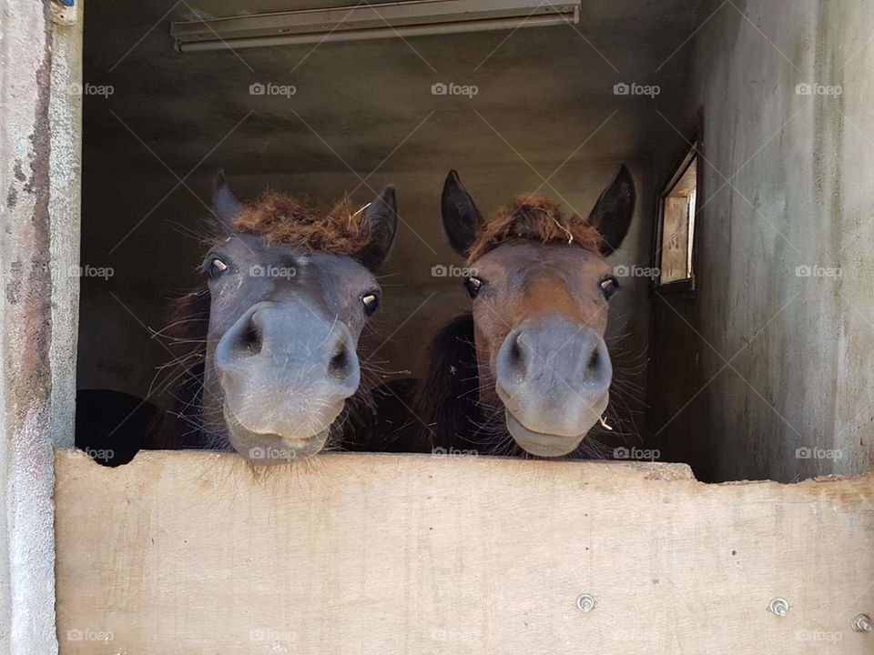 2 horses looking over door different angle