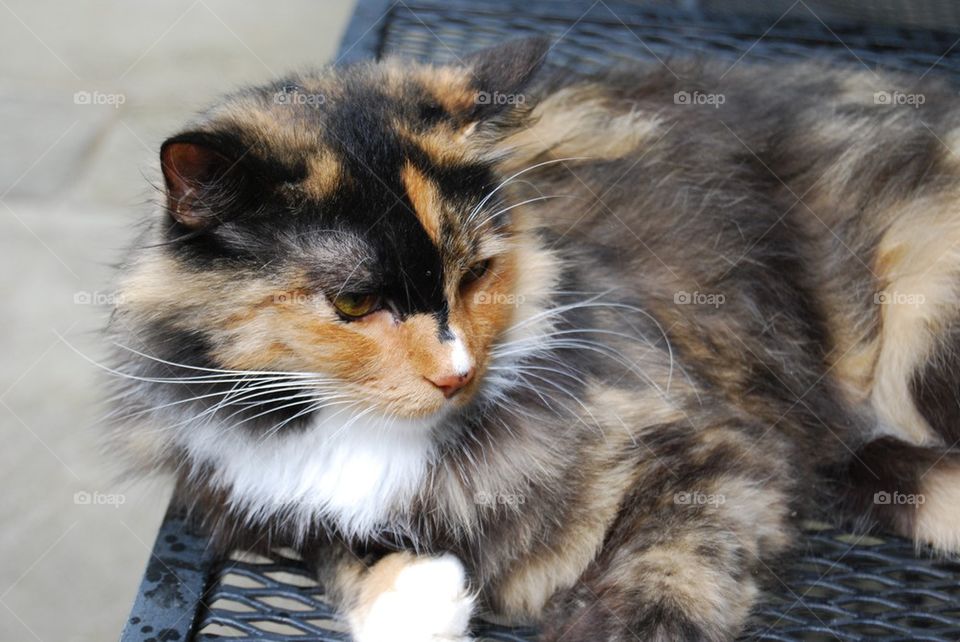 Calico cat