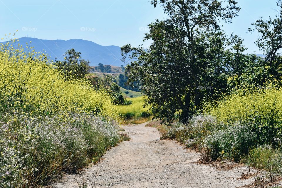 Wildflower Walkway 