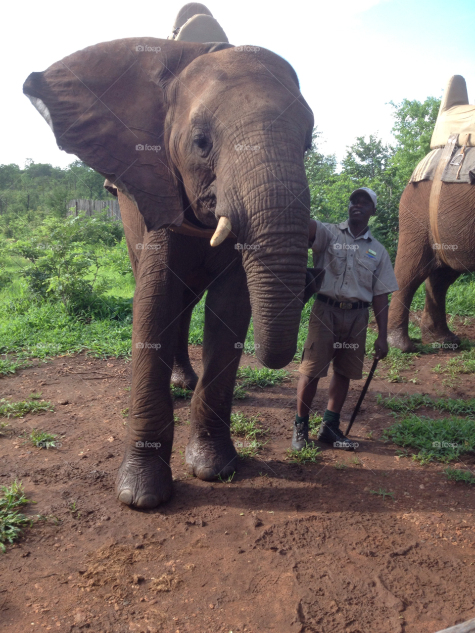 zimbabwe wild life elephant by shec