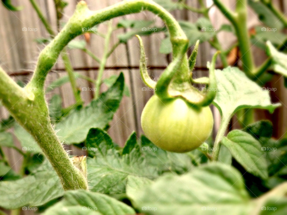 A tomato in-progress!