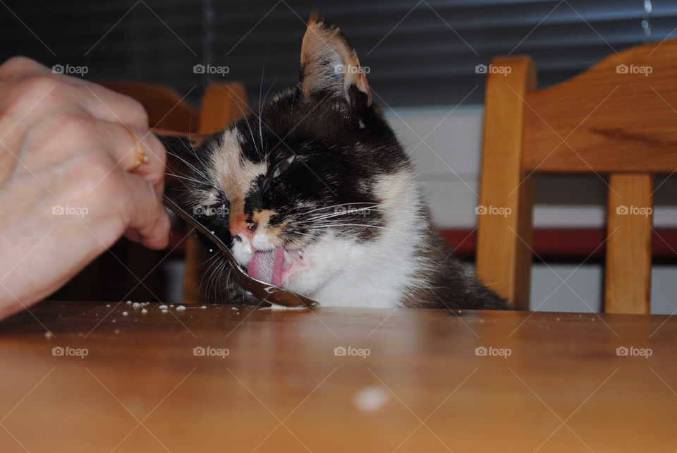 CAT EATING