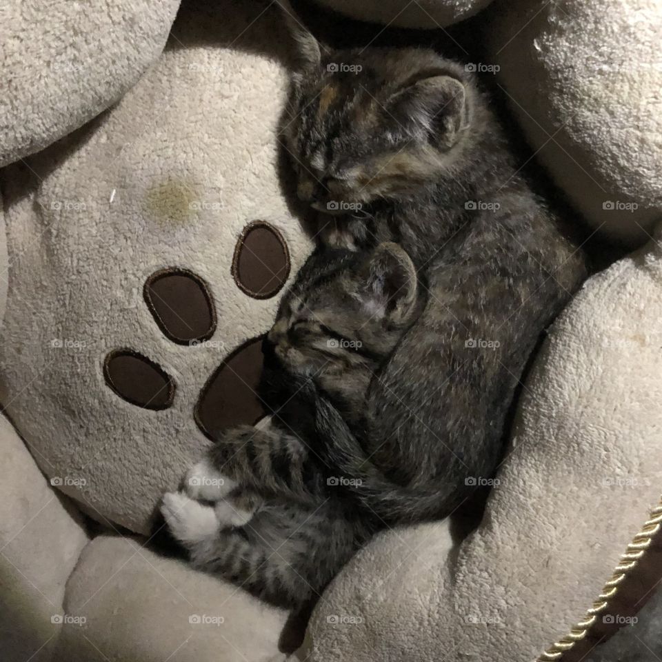 Kittens asleep in their bed 