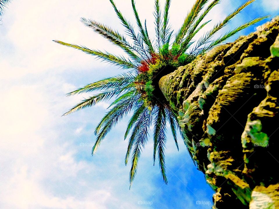 Tall palm 