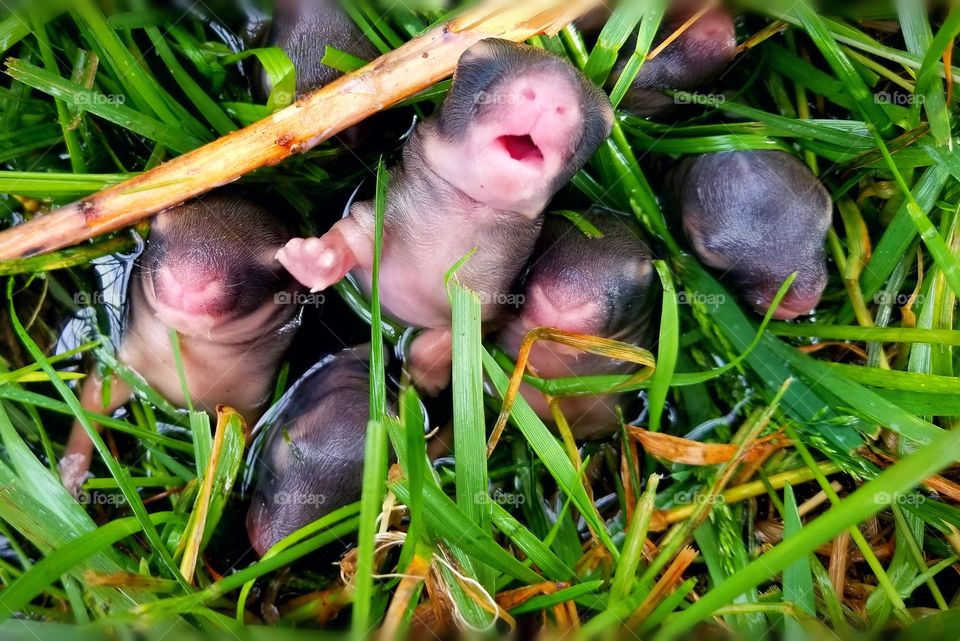 Little bunny yawning.  Bunny nest in my backyard.