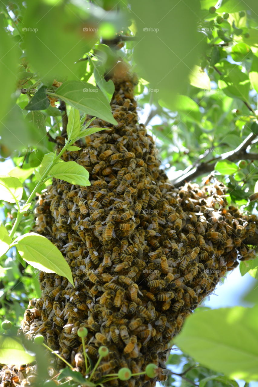 Honeybees clustering in a crabapple tree enroute to their new  home.
