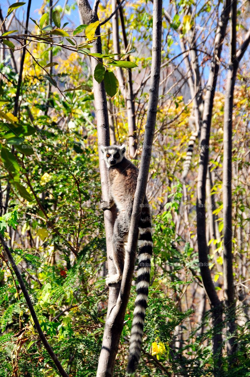 Lemur 