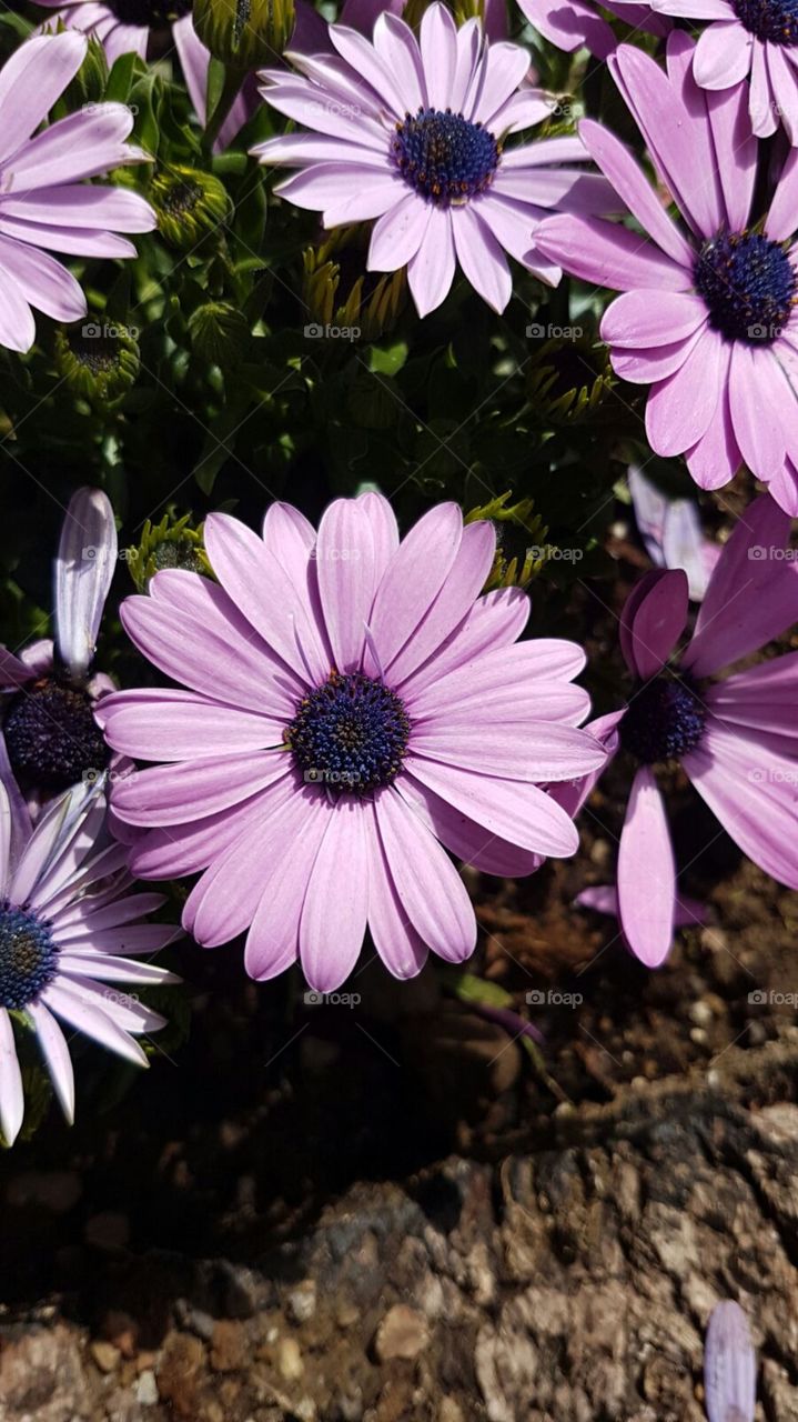 violet Nice flower park italy