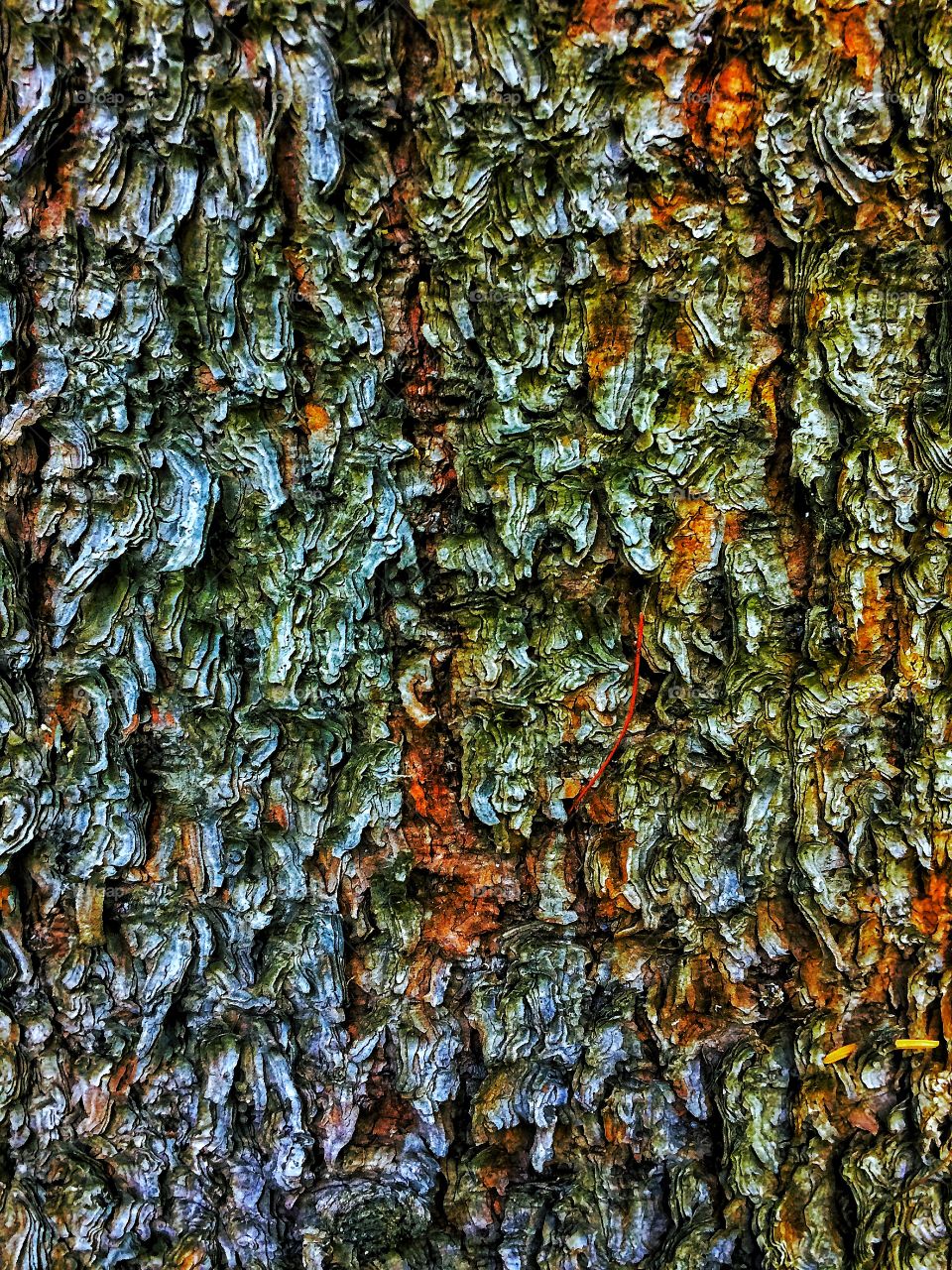 Wooden bark background 