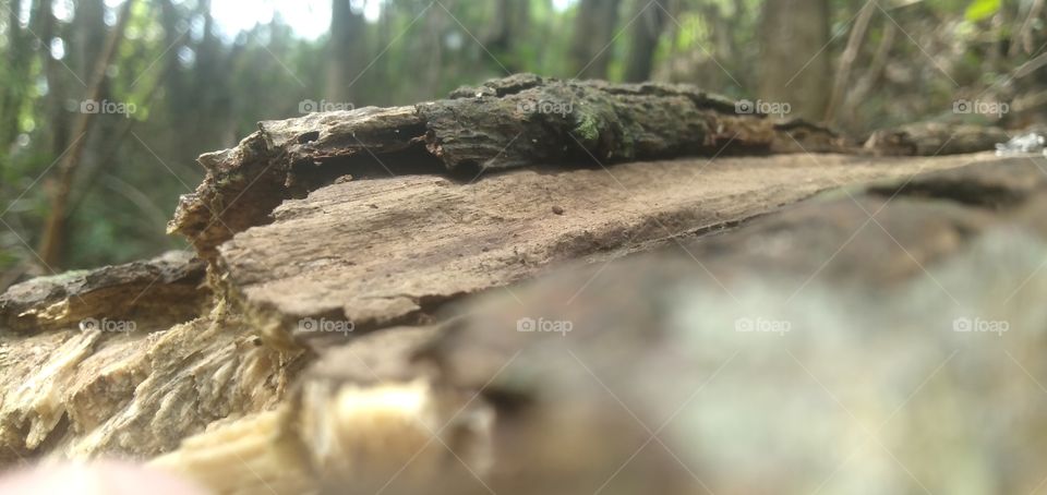 the woods has rotten however its has its own moment and memory