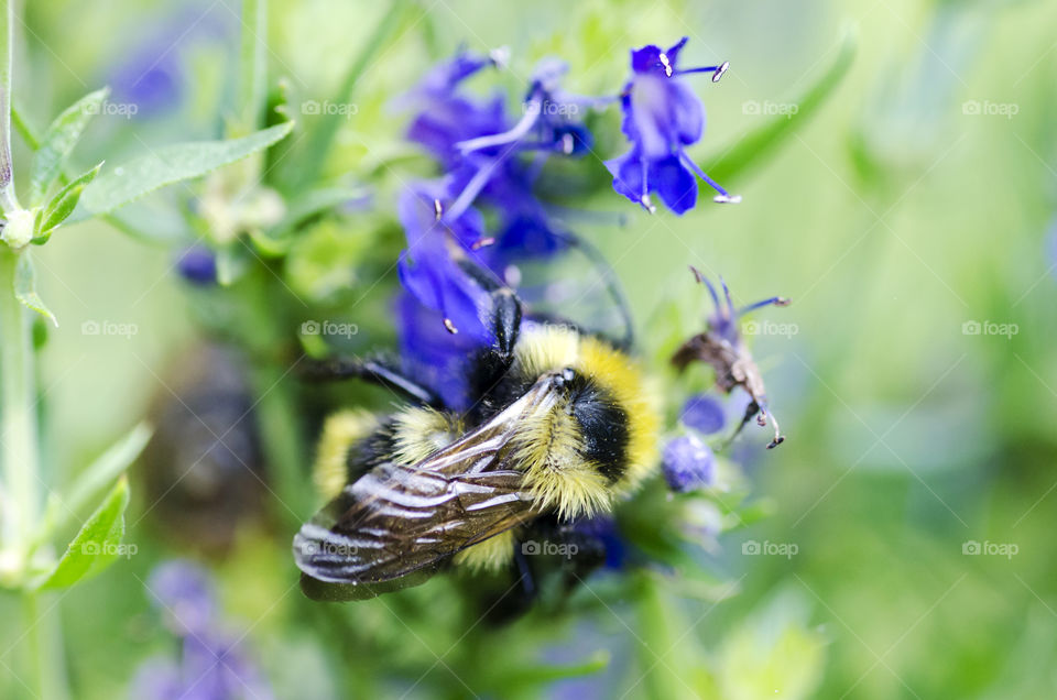 Bee on the blue flower