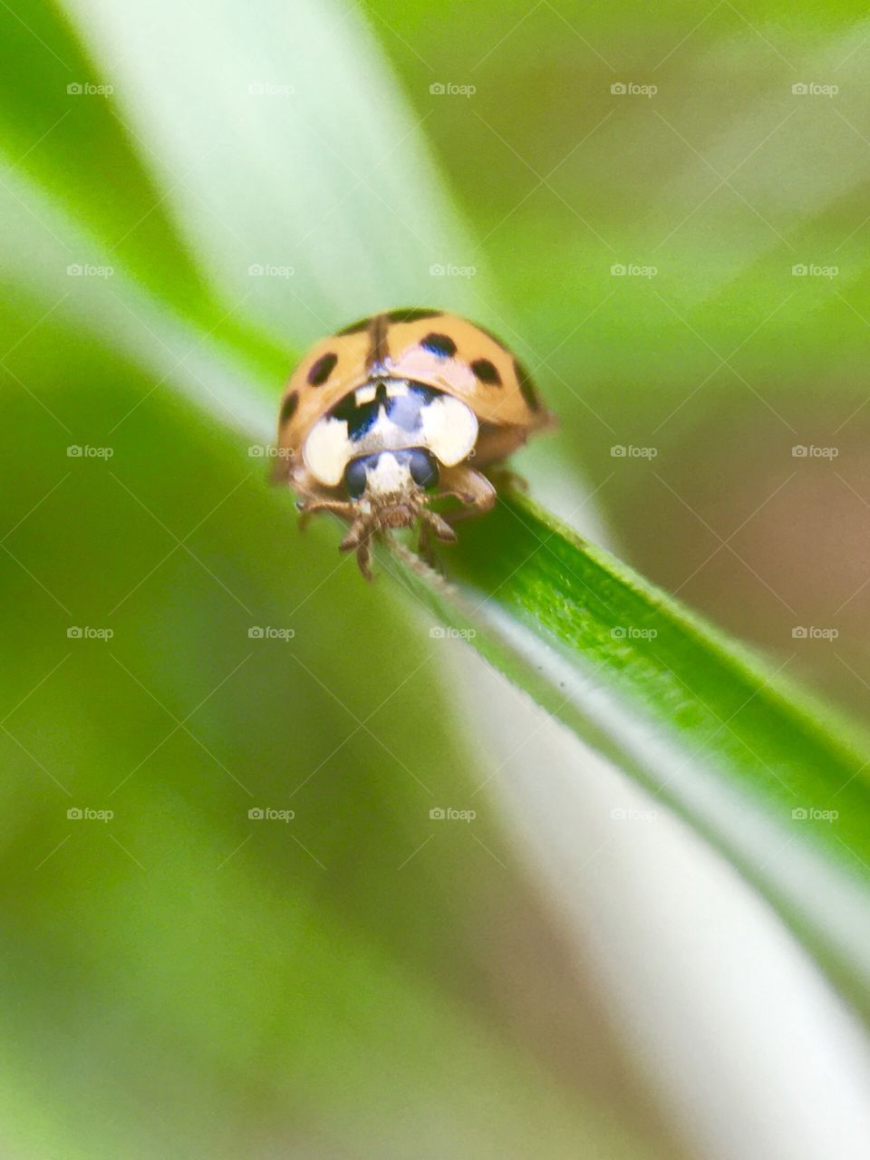 Ladybug on green leaf