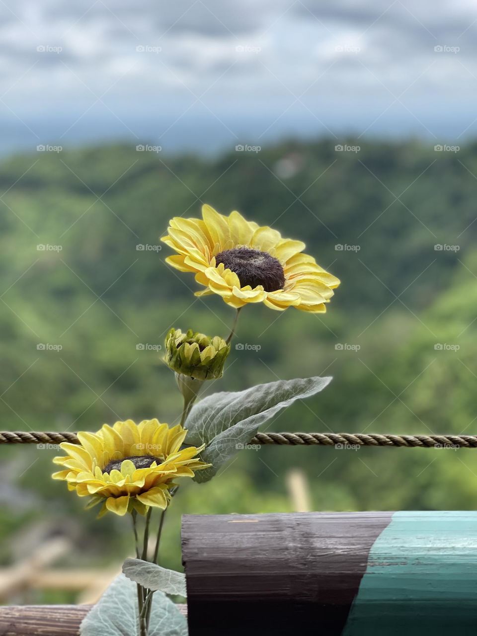 Shot with Iphone 12 pro max : Sunflowers in portrait mode