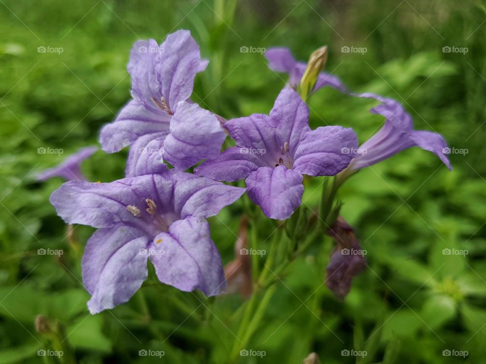 Ruellia nudiflora (Engelm. & A. Gray) Urb.

Violet Ruellia, Common Wild Petunia, Violet Wild Petunia, Wild Petunia, Hierba De La Calentura