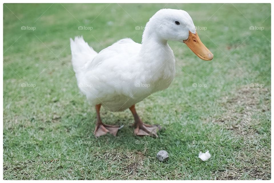 Animal, Goose, Grass, Duck, Bird