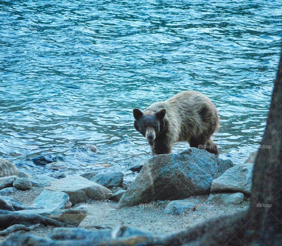 Bear looking for food in lake