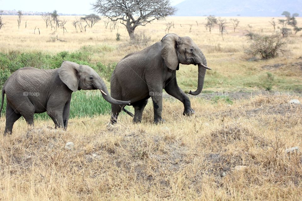elephant and kid