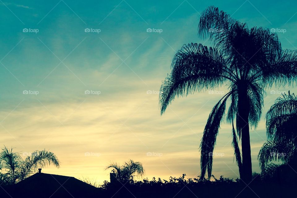Palm trees. Dusk skyline