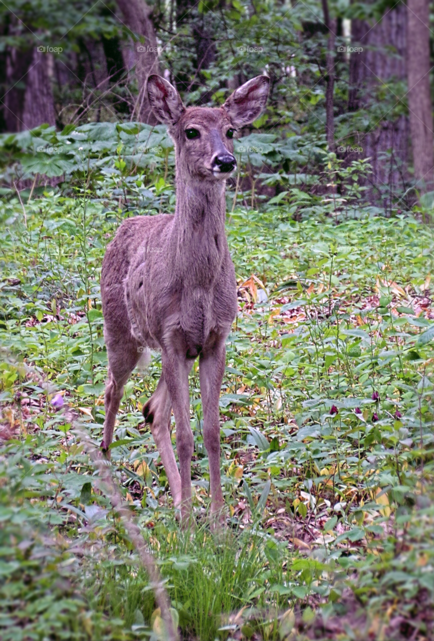 animal fawn deer alert by landon