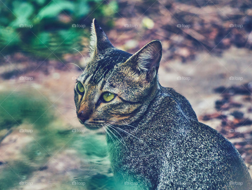 Domestic cat - Egyptian mau - posing curious