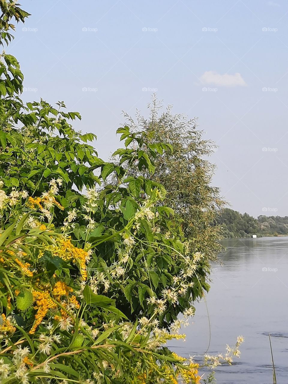 riverbank with wild flowers