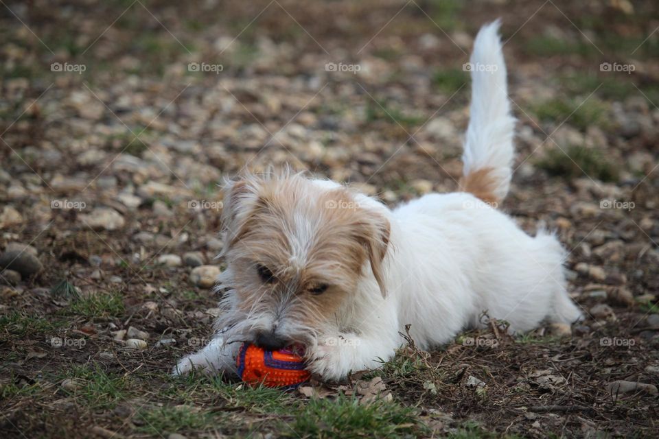 A dog playing with the ball