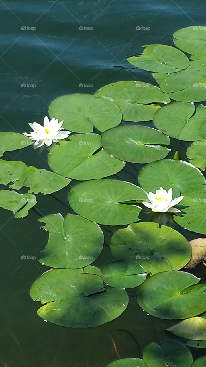 water lily. pretty water lily pads 