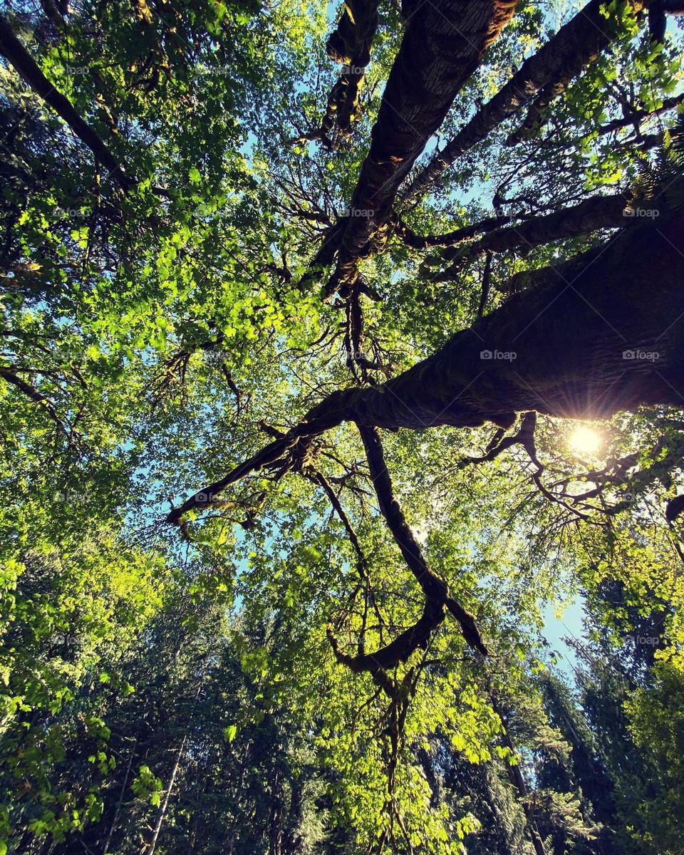 Sunshine through the trees