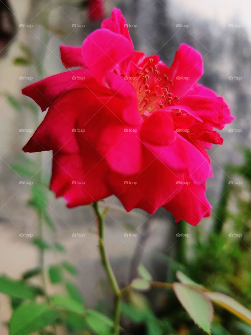 Rose