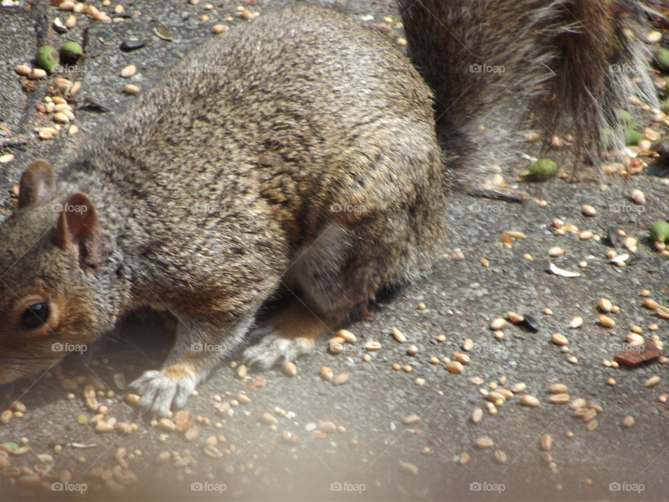 Grey Squirrel Eating